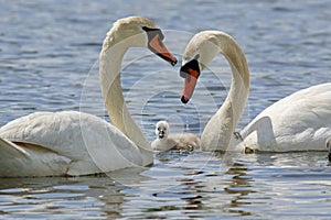 Mute Swan Pair with necks making a heart shape with one cygnet