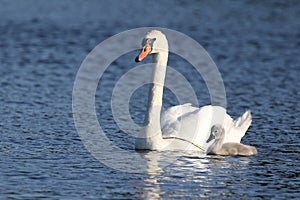 Mute Swan Parent Swimming with one Cygnets on a Blue Lake in Spring