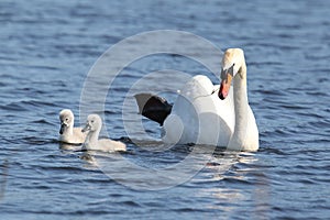Mute Swan Parent Swimming with two Cygnets on a Blue Lake in Spring