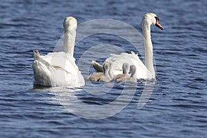Mute Swan Parents Swimming with Five Cygnets on a Blue Lake in Spring