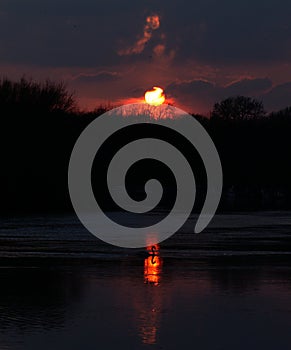 A mute swan passes in front of the reflection of the sunset
