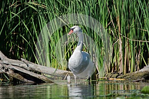 Mute Swan photographed at Lynde Creek in Whitby, Ontario, Canada photo