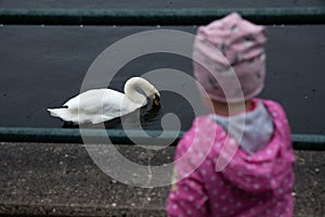 Mute swan in the pond, a backshot of a child busy with birdwatching