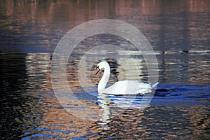 Mute Swan on pond in Boise Idaho