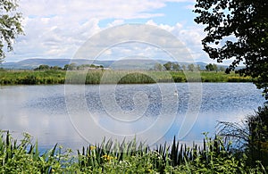 Mute Swan on pond view to Bowland fells