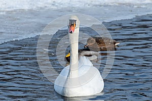 Mute swan in a pond in winter