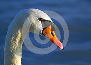 Mute swan portrait