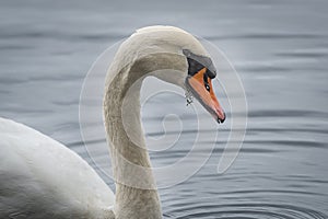 Mute swan portrait