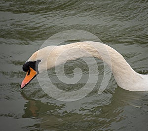 Mute Swan portrait in a river  in the rain