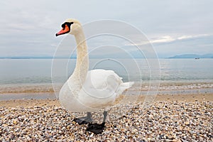 Mute Swan portrait at shore of lake, evening mood