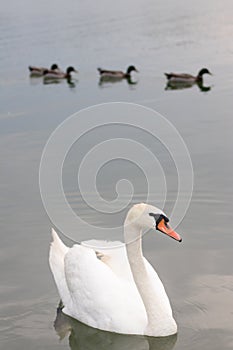 Mute Swan portret and ducks in the background