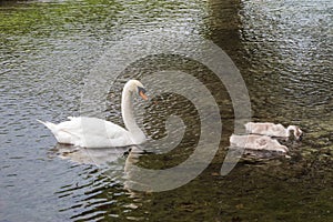 Mute swan preceded by two cygnets