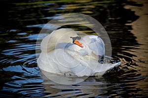 Mute swan preening