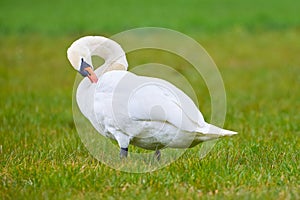 Mute swan preening feathers