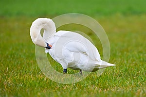 Mute swan preening feathers