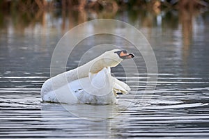 Mute swan preening feathers