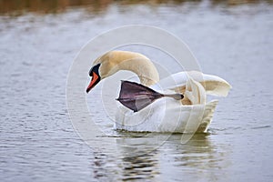 Mute swan preening feathers