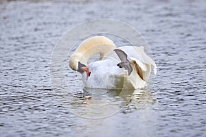 Mute swan preening feathers