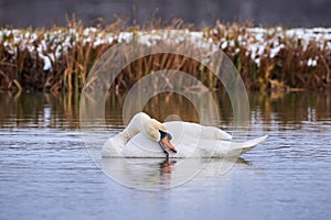 Mute swan preening feathers in  winter season