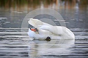 Mute swan preening feathers in  winter season