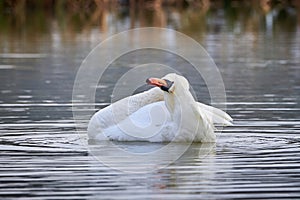 Mute swan preening feathers in  winter season