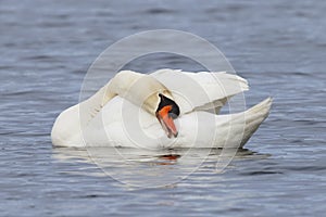 Mute Swan preening its feathers
