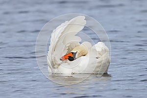 Mute Swan preening its feathers