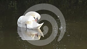Mute Swan Preening itself on the Trent and Mersey Canal