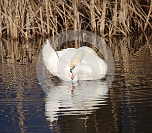 Mute swan preening in a lake