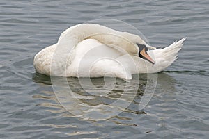 A mute swan preening on the River Itchen