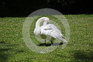 Mute swan preening on the riverbank