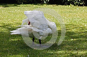 Mute swan preening on the riverbank