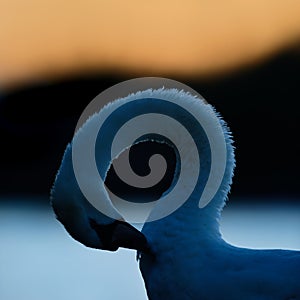 Mute Swan Preening at Sunset