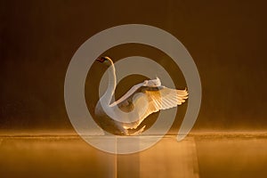 Mute swan preparing for flight at sunset, beautiful orange scenery