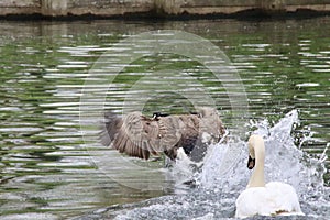 Mute swan pursuing a Canada goose