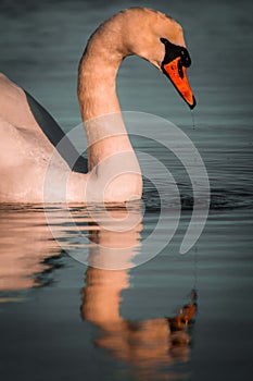 Mute Swan Reflection 