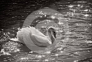 Mute swan with reflection black and white