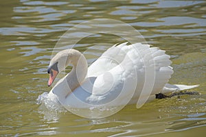 Mute swan with reflection black and white