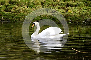 Mute Swan reflections