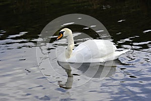 Mute Swan reflections