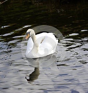 Mute Swan reflections