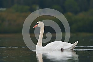 Mute swan resting on lake
