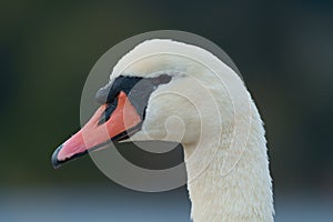 Mute swan resting at lakeside