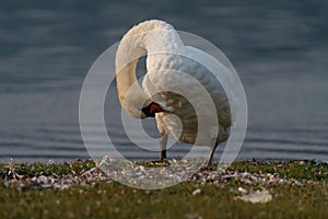 Mute swan resting at lakeside