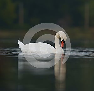 Mute swan resting at lakeside