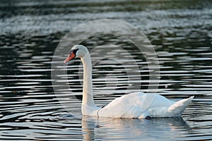 Mute swan resting at lakeside