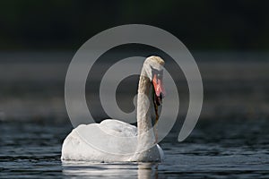 Mute swan resting at lakeside