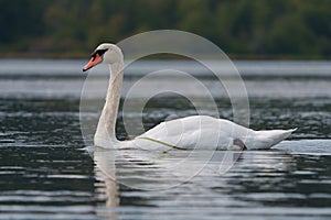 Mute swan resting at lakeside