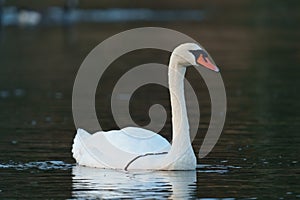 Mute swan resting at lakeside