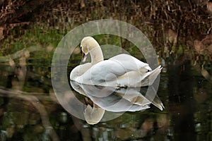Mute swan resting on reflective pond in park photo